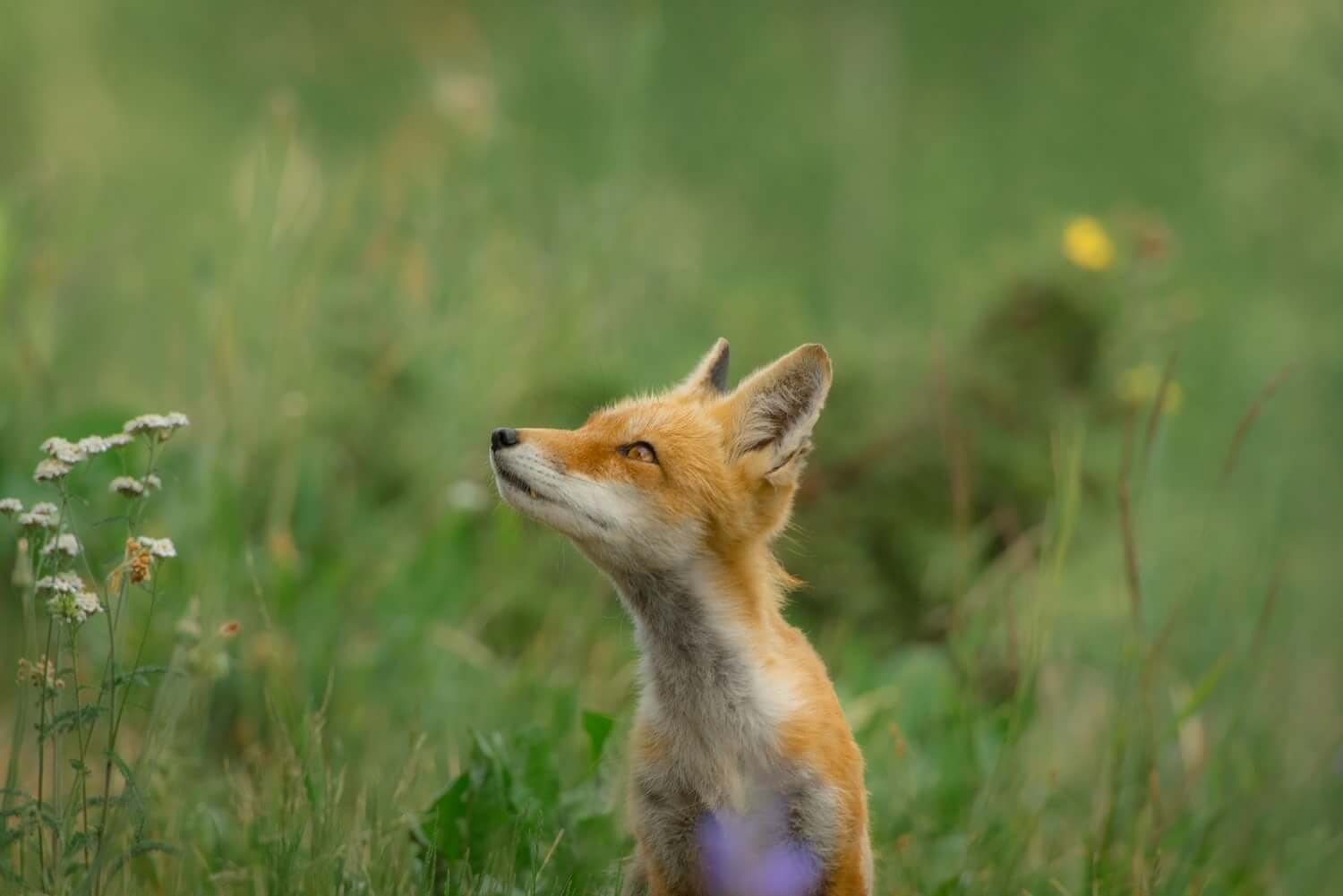 foxy-fox